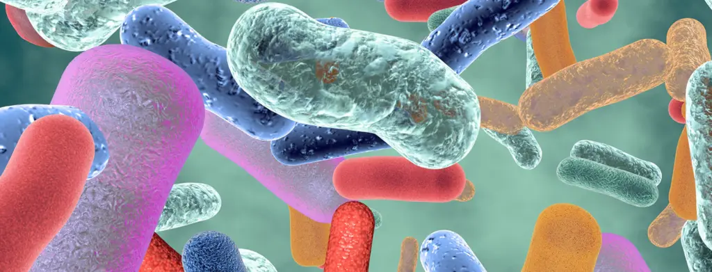 Il mondo dei batteri che vivono nel nostro intestino