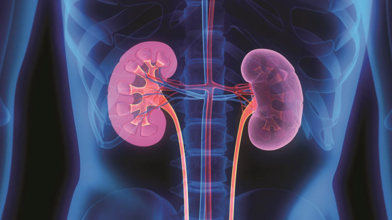 Il legame tra salute renale e neuroinfiammazione