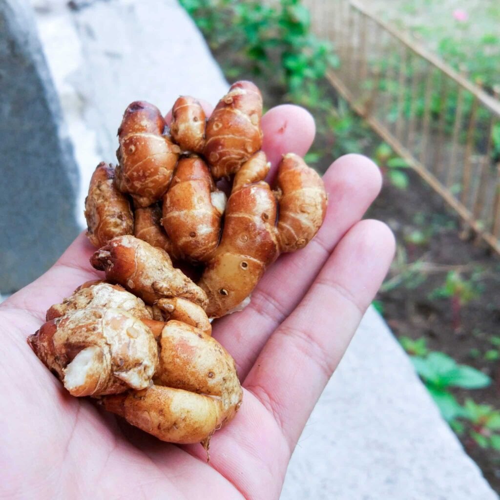 Nuove armi dalla natura, il potere antinfiammatorio dello zenzero: prudenza ma ottimismo