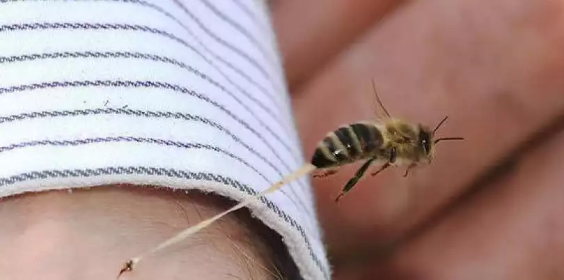 Punture: quando la reazione è davvero più grave