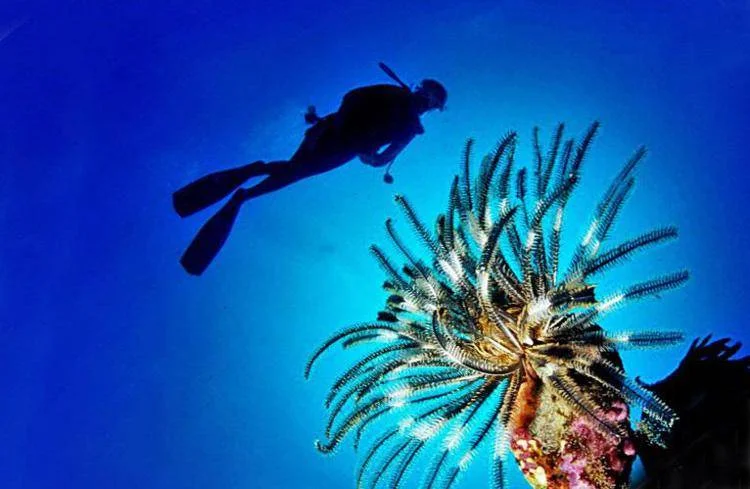 Visite specialistiche e trattamento in caso di puntura del pesce scorpione