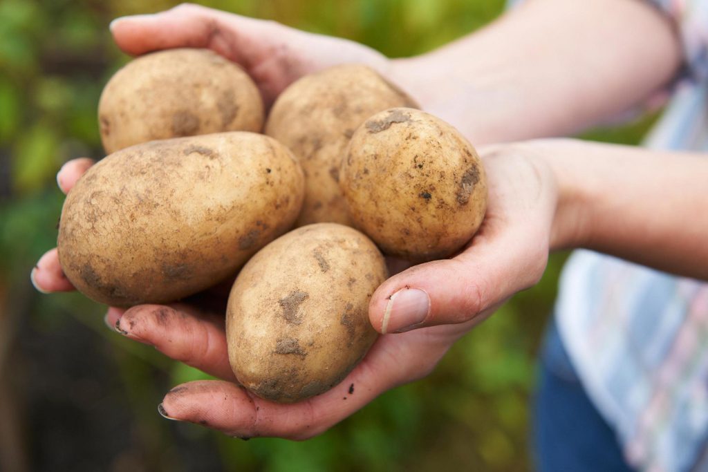 Le patate non sono una verdura: occhio agli zuccheri