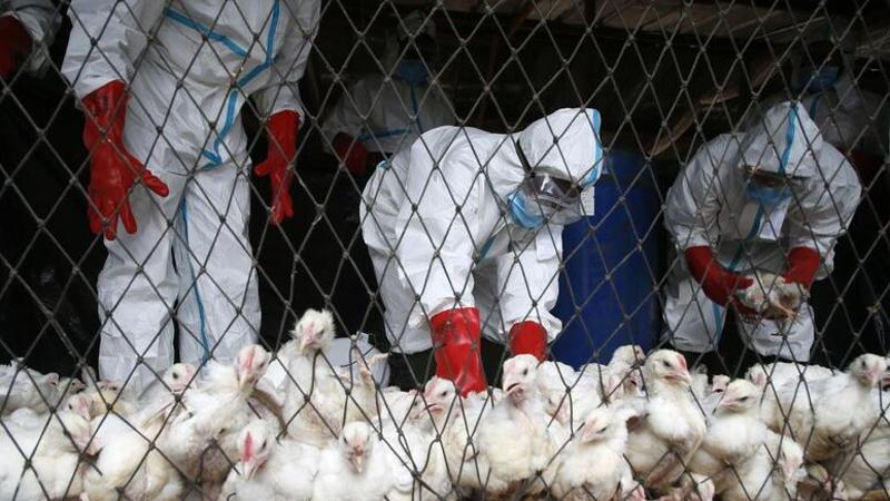 Visite specialistiche per bambini e anziani: e se l'influenza aviaria arrivasse in Italia? Come supportare i soggetti più fragili