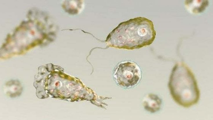 Dove si trovano e come avviene l’esposizione con questi "vermi"